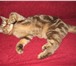 Продаётся шотландская короткошерстная кошечка  (скоттиш-страйт) 173461  фото в Саратове