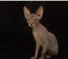 Фото в Домашние животные Вязка Предлагаютсяк продаже и резерву котята канадского в Зеленоград 15 000