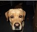 Фото в Домашние животные Вязка собак Ищем суку лабрадора,для вязки.Кабель-Цвет в Тюмени 0