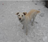 Фотография в Help! Потери 9 января 2013г на пос.Димитрово пропала собака в Магнитогорске 0