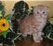 Шотландские котята 1249839 Скоттиш фолд короткошерстная фото в Фрязино