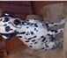 Фото в Домашние животные Вязка собак возраст год и три месяца (не развязан) в Новокузнецке 10