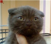 Продам: котята шотландские вислоухие с документами, Мальчик и девочка 1, 5 месяца, Окрас: шоколадны 69143  фото в Челябинске