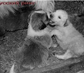 Предлагаем щенков южнорусской овчарки серого окраса от лучших производителей питомника, Прекрасная 68282  фото в Магнитогорске