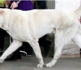 Фотография в Домашние животные Вязка собак Предлагается для вязки молодой, крупный, в Москве 0
