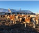 Фотография в Домашние животные Другие животные Продаем телочек Симментальской породы молочно-мясного в Магнитогорске 140