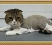 Фото в Домашние животные Услуги для животных Стрижка кошек, экспресс линька (удаление в Москве 0