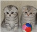 Продаются котята шотландские вислоухие, родились 18 июня: кошечка окрас вискас, котик - голубой пя 69549  фото в Екатеринбурге