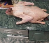 Изображение в Домашние животные Птички продаётся мясо домашних гусей,можно под заказ,птица в Оренбурге 250