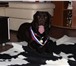 Foto в Домашние животные Вязка собак Кобель Лабрадора (коричневый окрас), ищет в Нижнем Тагиле 1