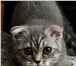 Продам котенка 409304 Скоттиш фолд фото в Саратове