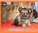 Продаются щеночки породы чихуахуа,  Длинношерстные мальчики шоу класса рыжего и соболиного окрасов 67691  фото в Москве