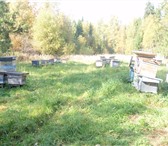 Изображение в Прочее,  разное Разное Вид бизнеса: Сельское хозяйствоПодам Пасеку в Перми 700 000