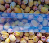 Фотография в Прочее,  разное Разное Продам облепиху урожая 2020 года:Облепиха в Красноярске 100