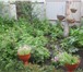 Foto в Недвижимость Сады Продается сад  Тракторосад-1 (Конечная Мамина) в Челябинске 320 000