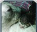 Фото в Развлечения и досуг Организация праздников Котята породы Корниш-рекс! С очень хорошей в Уфе 0