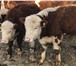 Фотография в Домашние животные Другие животные Продаем бычков породы Герефорд (самая лучшая в Магнитогорске 170