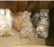 Клубные перс и экзотики 2473716 Экзотическая короткошерстная фото в Санкт-Петербурге