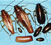 Изображение в Прочее,  разное Разное Уничтожим в Самаре мух,тараканов и других в Самаре 950