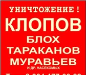 Изображение в Прочее,  разное Разное Уничтожение клопов, тараканов и др.насекомых. в Екатеринбурге 1 000