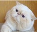 Фото в Домашние животные Вязка Экзотические клубные коты , белого окраса в Москве 5 000