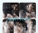 Изображение в Домашние животные Стрижка собак Стрижка собак(домашняя, модельная, креативная, в Лобня 1 000