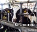 Foto в Домашние животные Другие животные В продаже молочные нетели Черно-пестрой породы. в Москве 285