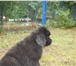 Фото в Домашние животные Стрижка собак Выполняем домашние, гигиенические и породные в Белогорск 750