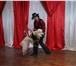 Фото в Развлечения и досуг Организация праздников Шоу с дрессированными животными и перьевая в Москве 8 500