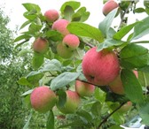 Foto в Недвижимость Сады Продам садовый участок в товариществе - искра. в Челябинске 370 000