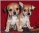 Продаются щенки чихуахуа гладкошестные разного окраса(рыжего, бело-палевого, черно-подпалого, рыж 68342  фото в Москве