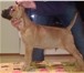 Foto в Домашние животные Вязка собак Питомник продаёт и резервирует щенков Кане в Сочи 30 000