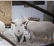 Фотография в Домашние животные Другие животные продам козочку и козлика 7 месячные (01.05.15) в Казани 5 000