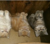 Клубные перс и экзотики 2464382 Экзотическая короткошерстная фото в Санкт-Петербурге