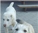 Массивные щенки Алабая 3999094 Среднеазиатская овчарка фото в Волгограде