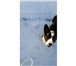Фотография в Домашние животные Вязка собак Предлогаем для вязки молодого,перспективного в Москве 10 000