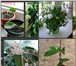 Изображение в Домашние животные Растения Продаю очень много комнатных растений, более в Ростове-на-Дону 80