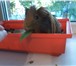Фото в Домашние животные Грызуны морская свинка ищет хояина. самец,1 годик. в Томске 0