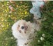 Фото в Домашние животные Вязка собак Предлагаем на вязку кобеля мальтийской болонки в Москве 25 000