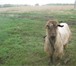 Foto в Домашние животные Другие животные продам племенного козла 2,5 года, альпийской в Москве 8 000