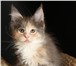 Продам котят мейнкунчиков 1721741 Мейн-кун фото в Москве