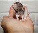 Изображение в Домашние животные Грызуны Десять чудесных крысят ждут своих хозяев, в Уфе 100
