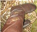 Foto в Одежда и обувь Женская обувь Продаю б/у женские зимние сапоги, р. 38 (длина в Краснодаре 3 000