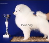 Мальчуган щенок померанского шпица от Ирлайн-дог 3515600 Померанский шпиц фото в Екатеринбурге