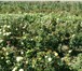 Фотография в Домашние животные Растения Роза.О красивейшем на земле из цветков, можно в Ставрополе 95