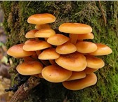 Фото в Домашние животные Растения Высокоурожайная грибница (зерновой мицелий) в Владимире 1 850