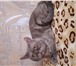 Фото в Домашние животные Вязка Кот британской породы ищет кошку. коту Семёну в Челябинске 10
