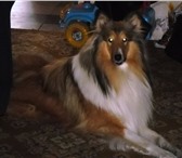 Foto в Домашние животные Вязка собак Колли, кабель 3 года, ищет невесту для вязки в Благовещенске 10 000