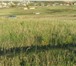 Foto в Недвижимость Земельные участки Продам земельный участок в п. Солонцы, Емельяновского в Красноярске 150 000