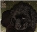 Высокопородные щенки ньюфаундленда от титулованных родителей: рождённые 6 февраля 2011 года, дево 66579  фото в Москве